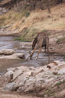 Giraffe bends its feet while drinking in a dry river