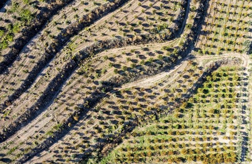Drone aerial of agriculture farmland field with olive trees. Cyprus Europe