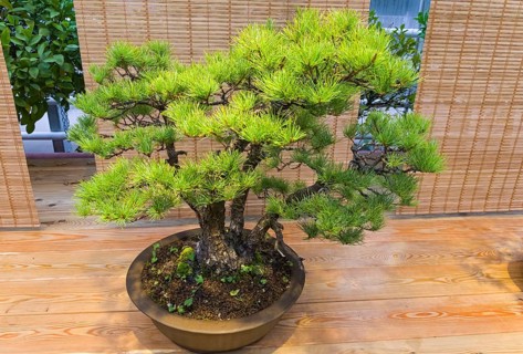 Bonsai, Japanese white pine (Pinus parviflora) . Age, about 70 years. Exhibition of Bonsai in