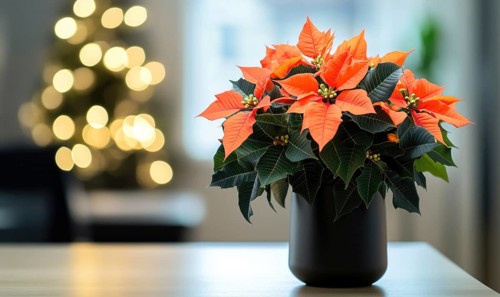 A small vase of orange poinsettias sits on a table. The vase is black and the flowers are bright