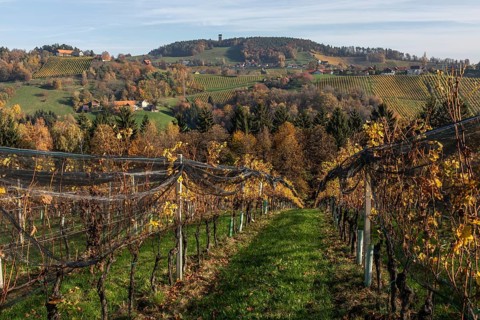 Autumn atmosphere, hilly landscape and vineyard with foliage colouring, behind Demmerkogel with
