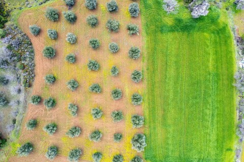 Olive grove top view and green meadow field. Aerial drone view of olive trees. Agriculture aerial
