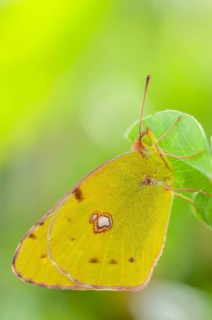 Clouded Yellow (Colias croceus) posed in the vegetation of a meadow in spring. Alsace, Grand est,