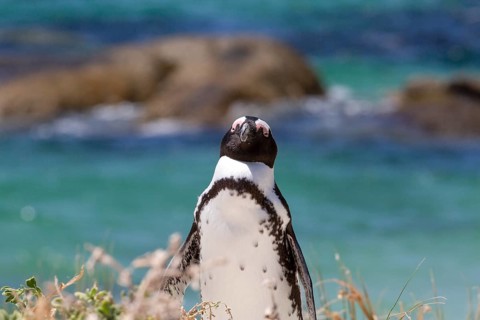 Head close up of African penguin on beach with warmth in Africa