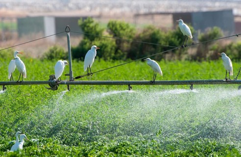 Cattle egret birds resting and flying in agricultural field during watering. Cyprus