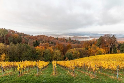 Morning atmosphere at the vineyard, fog drifts over wooded hills in the valley, St. Andrä-Höch,