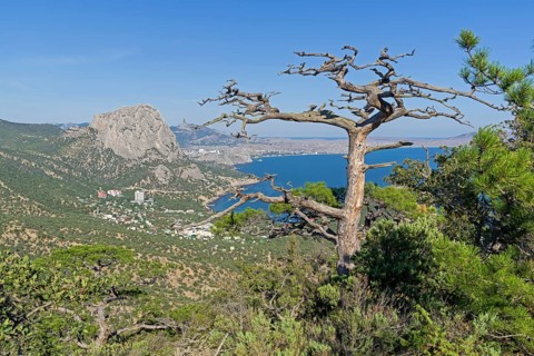 Dead relic pine on a mountain slope. Sunny summer day. Novyy Svet, Crimea
