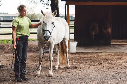 Caucasian woman trainer holding a white horse on the leash, taking hime horseback riding on the