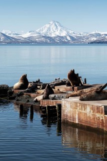 Winter view of rookery Steller Sea Lion or Northern Sea Lion (Eumetopias Jubatus) on Pacific Coast.