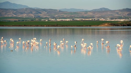 Group of beautiful flamingo birds with reflections, walking at the Salt lake of Larnaca in Cyprus