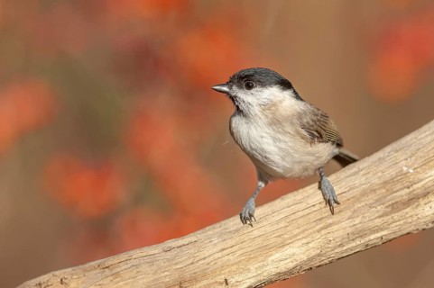 Marsh Tit (Poecile palustris) perched on a branch in the forest. Alsace, France, Europe