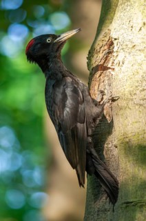 Black woodpecker near its nest on the trunk of a beech tree in spring. France
