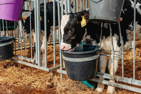 Little calf with yellow ear tags standing in cage in sunny livestock barn on farm in countryside