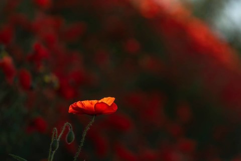Red poppies blooming in spring. Kaiserstuhl, Emmendingen, Fribourg-en-Brisgau, Bade-Wurtemberg,