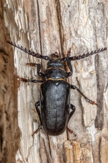 Tanner Beetle (Prionus coriarius) resting on a dead tree trunk in the forest. Alsace, France,