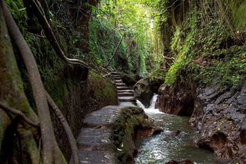 Path of stone slabs and steps through dense green jungle in Bali