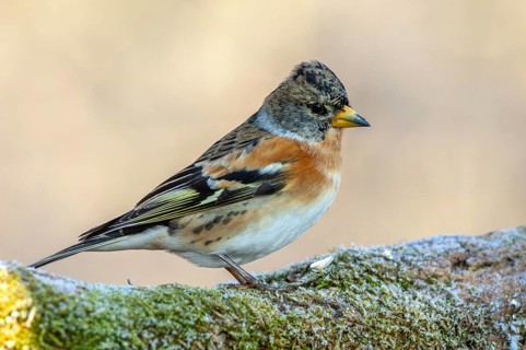 Brambling (Fringilla montifringilla) perched on a branch in the forest in winter. France