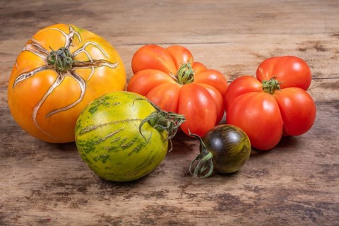 Variety of old tomatoes from organic farming. Alsace, France, Europe