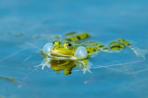 Marsh frog (Rana ridibunda) in a pond in spring. Black-headed frog (Rana ridibunda) in a pond in
