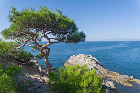 Relict pine on a rocky seashore. Cape Kapchik, Novyy Svet, Crimea