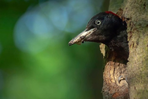 Black Woodpecker (Dryocopus martius) cleaning the nest to protect her chicks. Alsace, France,