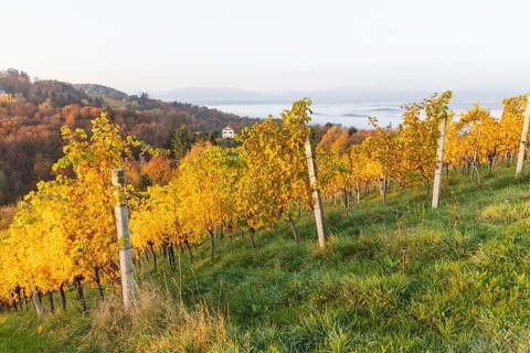 Morning atmosphere at the vineyard, fog drifts over wooded hills in the valley, St. Andrä-Höch,
