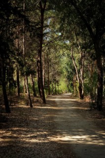 Unrecognised active person walking in the park. Healthy lifestyle. People exercising outdoors