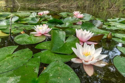 Water lily flowers in a pond. Bas-Rhin, Collectivite europeenne d'Alsace, Grand Est, France, Europe