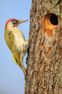 Green woodpecker (Picus viridis) male in breeding plumage on a tree trunk near its nest. Bas-Rhin,