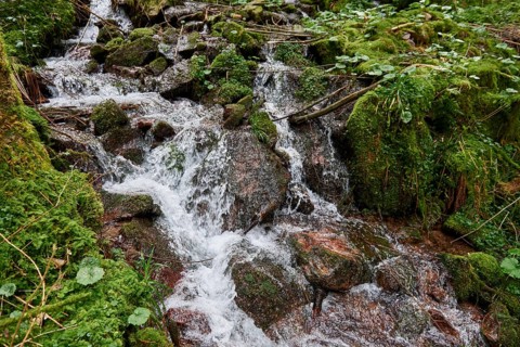 Mountain river water flow in green Alps forest. River stream waterfall in forest landscape. Scenic