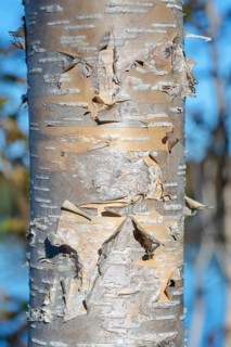 Fragment of birch tree trunk with flaky birch bark on autumn background in sunny weather. Natural