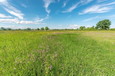 Natural meadow with pink spring flowers. Alsace, France, Europe