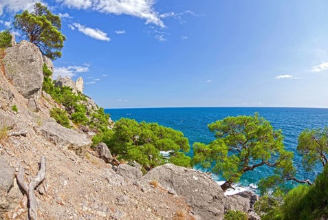 Seascape with relict pines. Sunny summer day. Karaul-Oba, Novyy Svet, Crimea