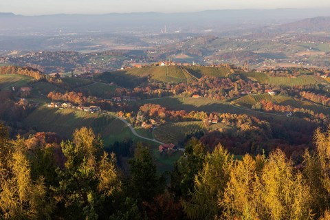 Autumn atmosphere in the evening light, forest with foliage colouring, hilly landscape, vineyards,