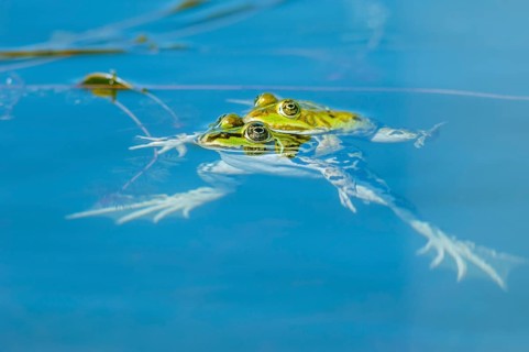 Marsh frog (Rana ridibunda) in a pond in spring. France