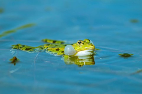 Marsh frog (Rana ridibunda) in a pond in spring. Black-headed frog (Rana ridibunda) in a pond in