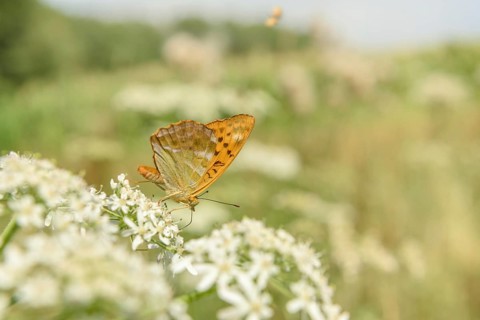 Silver-washed fritillary butterfly (Argynnis paphia) on a flower. Alsace, France, Europe