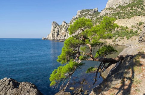 Relict pine from the remnants of the Golitsyn Trail leading from the Novyy Svet to the Royal beach.
