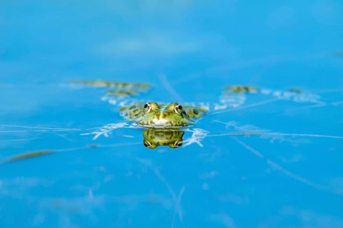 Marsh frog (Rana ridibunda) in a pond in spring. France