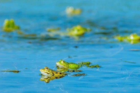 Marsh frog (Rana ridibunda) in a pond in spring. France