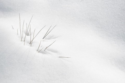 Winter plants blooming through the white fresh snow. Nature background textures