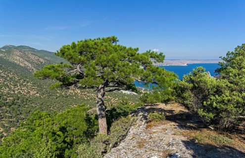 A large relict pine on top of the mountain. Sunny summer day. Novyy Svet, Crimea