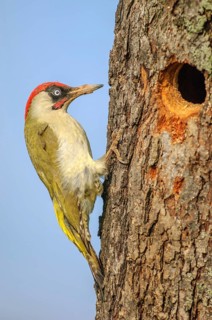 Green woodpecker (Picus viridis) male in breeding plumage on a tree trunk near its nest. Bas-Rhin,