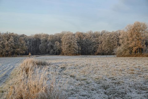 Fields with a light frost layer, surrounded by wintry forests, Velen, North Rhine-Westphalia,