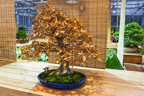Bonsai, Japanese beech (Fagus crenata) . Age, about 50 years. Exhibition of Bonsai in Aptekarsky