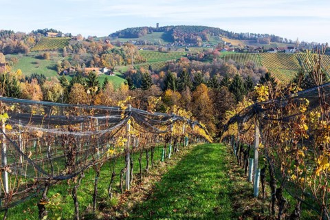 Autumn atmosphere, hilly landscape and vineyard with foliage colouring, behind Demmerkogel with