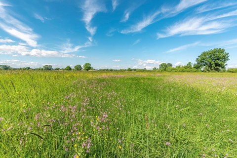 Natural meadow with pink spring flowers. Alsace, France, Europe