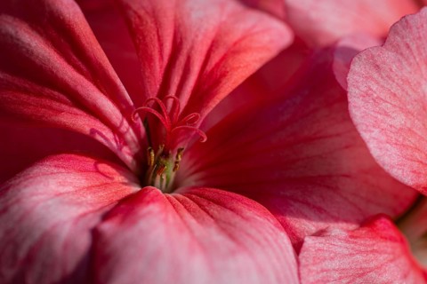 Pink color of flowers petals Pelargonium zonale Willd. Macro photography of beauty petals, causing