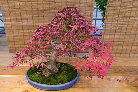 Bonsai, Japanese maple (Acer palmatum) . Age, about 50 years. Exhibition of Bonsai in Aptekarsky