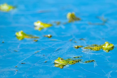 Marsh frog (Rana ridibunda) in a pond in spring. France